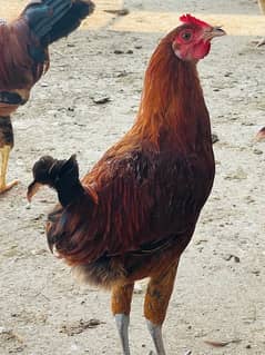 chicken murga ghar ka pala hua- organic