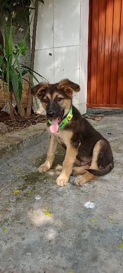 Alsatian Breed/German Shepherd/Belgium/mix breed/Dog