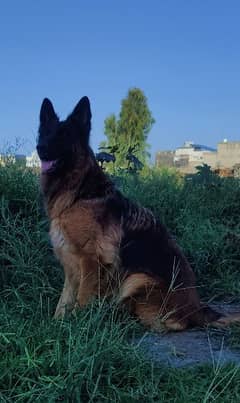 Confirm Breeder And Confirm Pregnant Pedigree German Shepherd