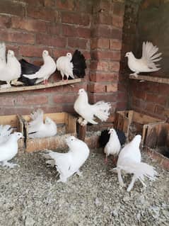 fancy pigeons | kabuter | frill back Fantail setup for sale