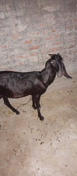 black bakri full gaban 1