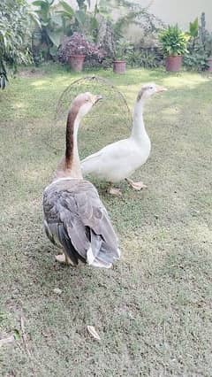 Ducks pair for Sale (in Taxila) 0