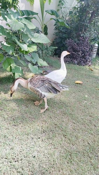 Ducks pair for Sale (in Taxila) 1