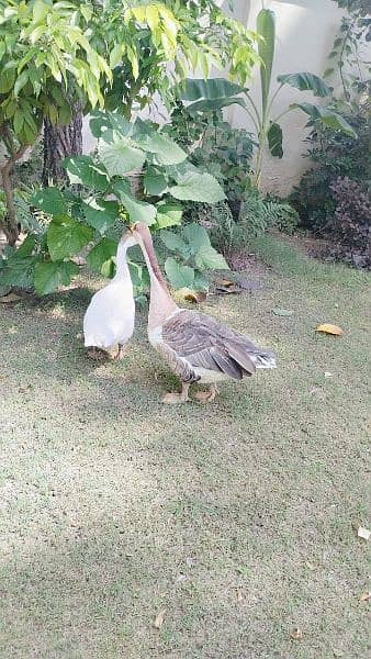 Ducks pair for Sale (in Taxila) 2