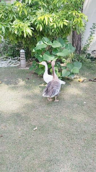 Ducks pair for Sale (in Taxila) 3