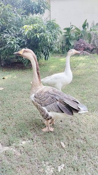 Ducks pair for Sale (in Taxila) 4