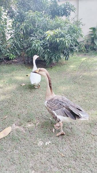 Ducks pair for Sale (in Taxila) 5