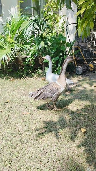 Ducks pair for Sale (in Taxila) 6