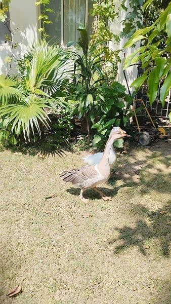 Ducks pair for Sale (in Taxila) 7