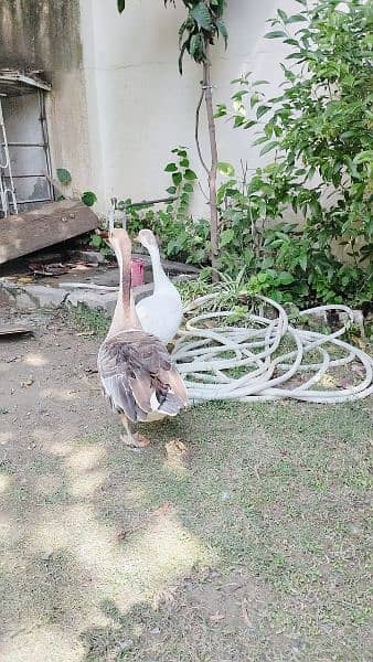 Ducks pair for Sale (in Taxila) 8