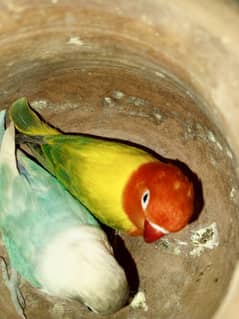 Pastel Blue x green Euwing opaline possible blue pair sale exchange 0