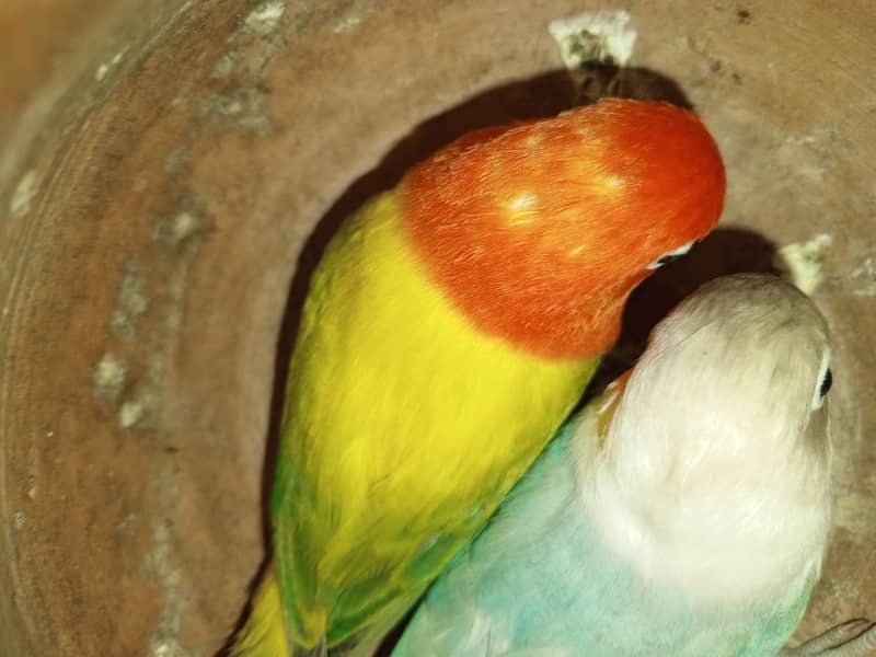 Pastel Blue x green Euwing opaline possible blue pair sale exchange 1