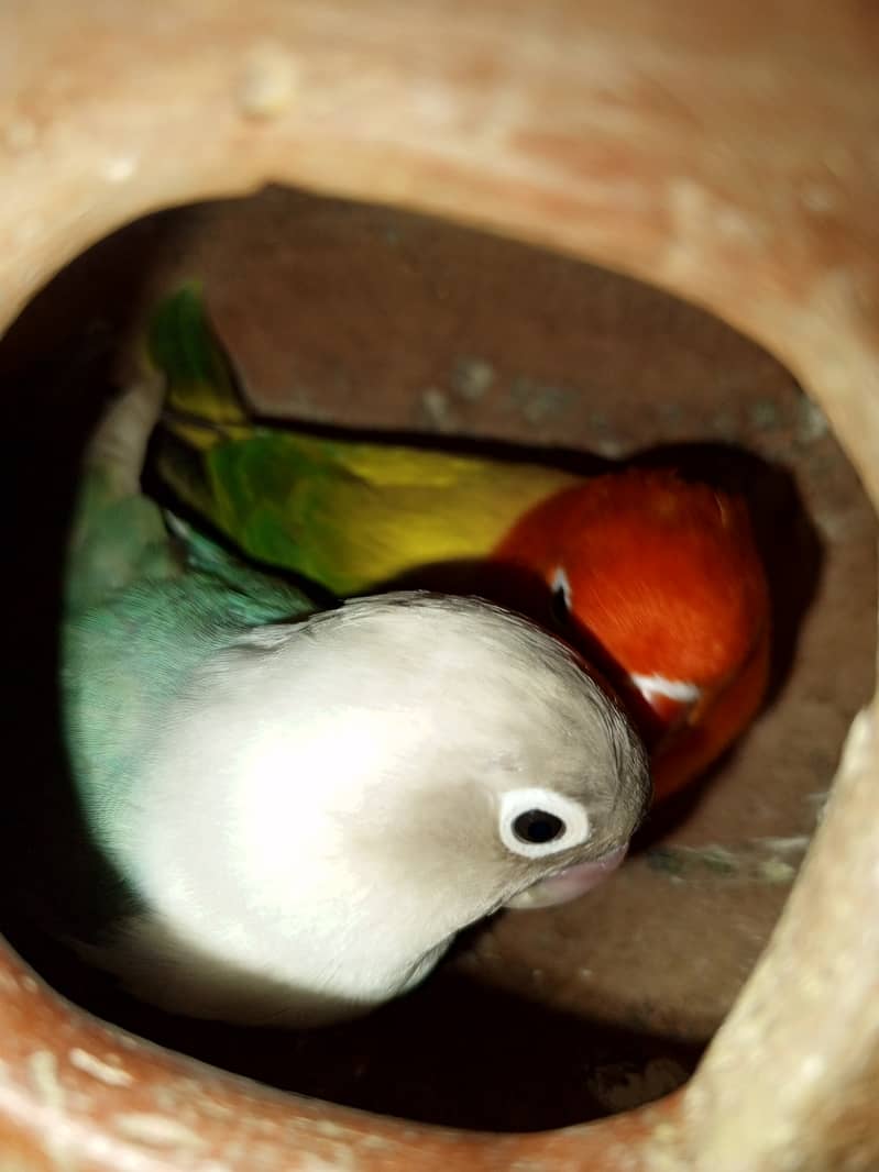 Pastel Blue x green Euwing opaline possible blue pair sale exchange 2