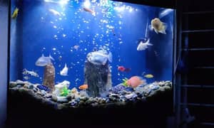 Aquarium for Sale