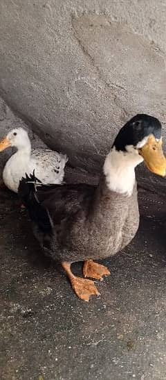 Mallard. A very beautiful and pet by myself. 0