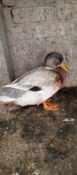 Mallard. A very beautiful and pet by myself. 1