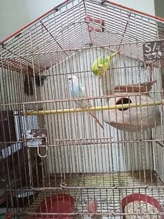 sale cage with pair Australia birds