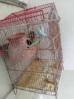 sale cage with pair Australia birds 0