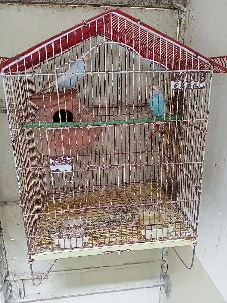 sale cage with pair Australia birds 1