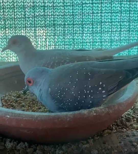 Diamond dove breeder pair 0