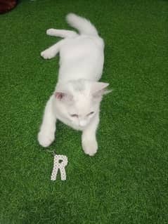 beautiful Persian cat for sale