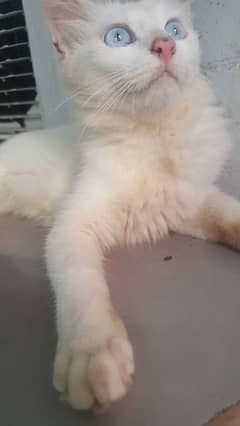 Persian pair of Cats / tripple coatt / for sale