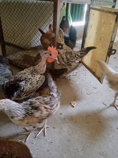 hens for sell