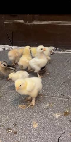 diffrent breeds of chicks available for sale