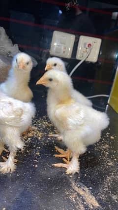 diffrent breeds of chicks available for sale