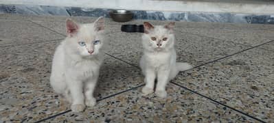 Persian Kittens | Punch Face | Double Coated Persian Cats For Sale 0