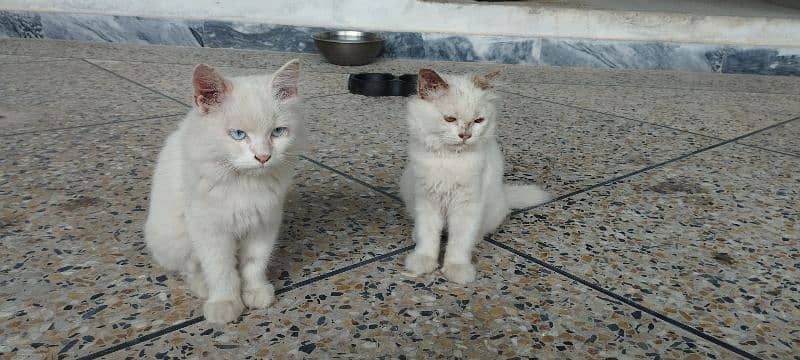 Persian Kittens | Punch Face | Double Coated Persian Cats For Sale 1