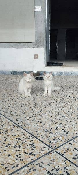 Persian Kittens | Punch Face | Double Coated Persian Cats For Sale 2