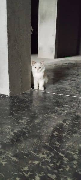 Persian Kittens | Punch Face | Double Coated Persian Cats For Sale 6