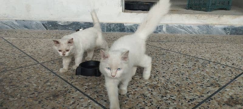 Persian Kittens | Punch Face | Double Coated Persian Cats For Sale 14