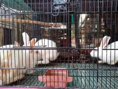 Male and Females Red Eyes Rabbits