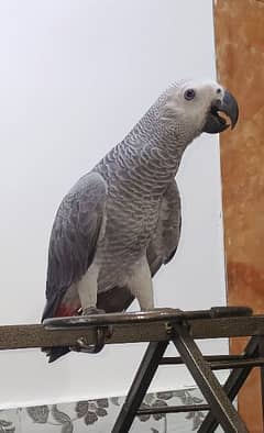 African gray parrot