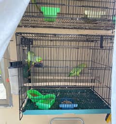 Full size Ringneck pair 4 years