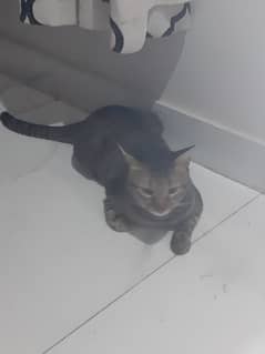 6 months old stray cat potty trained extremely playful active