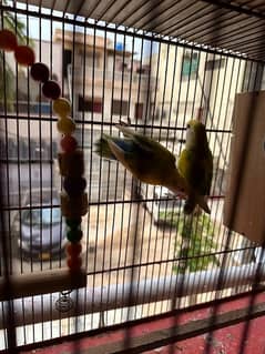 Rosicoli lovebird adult pair 0