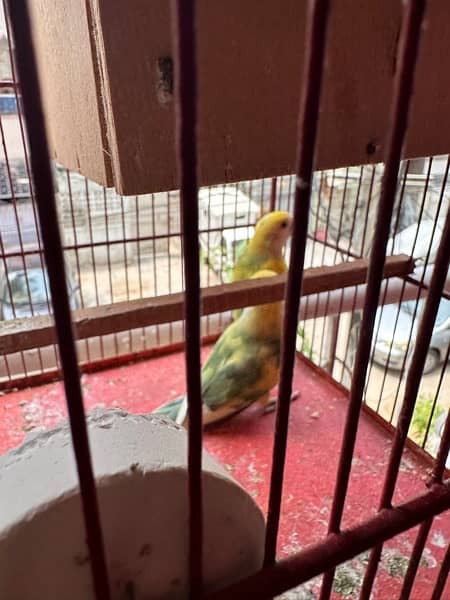 Rosicoli lovebird adult pair 2