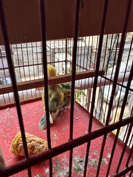 Rosicoli lovebird adult pair 3