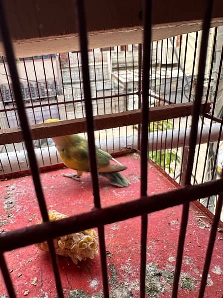 Rosicoli lovebird adult pair 4