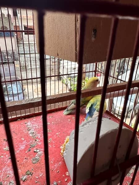 Rosicoli lovebird adult pair 5