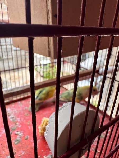 Rosicoli lovebird adult pair 6