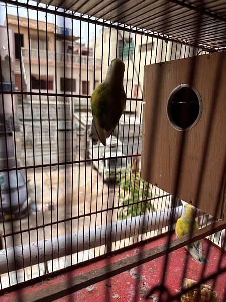 Rosicoli lovebird adult pair 7