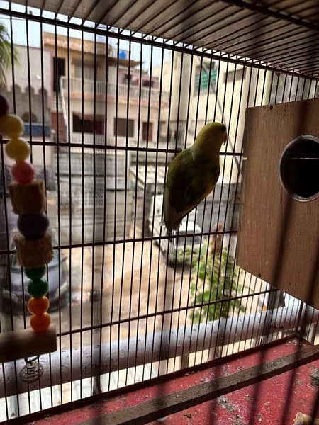 Rosicoli lovebird adult pair 8