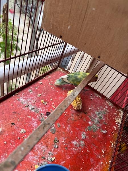 Rosicoli lovebird adult pair 9