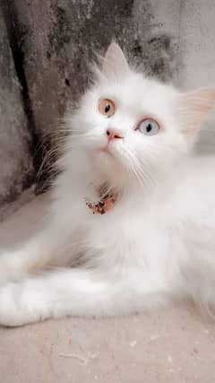 Persian Cat / White Persian Cat / Doll Face Cat