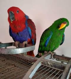 Grand Eclectus pair/03156376925