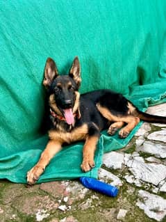 German shepherd female puppy available for sale